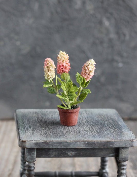 *                                              Hydrangea paniculata Vanille Fraise in a pot 1:12