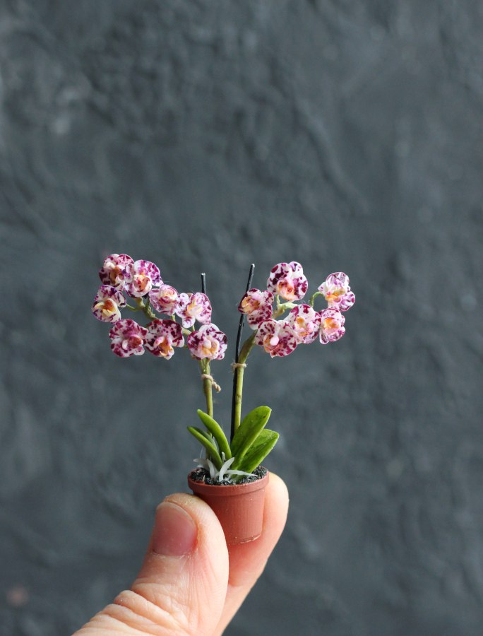 Phalaenopsis orchid in a pot 1:12