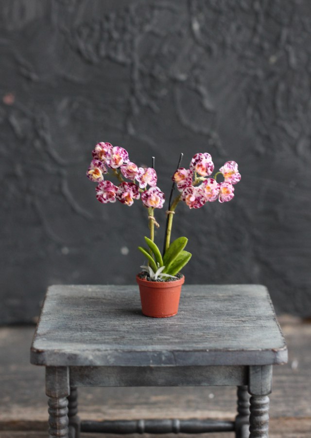 Phalaenopsis orchid in a pot 1:12