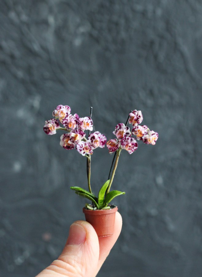 Phalaenopsis orchid in a pot 1:12