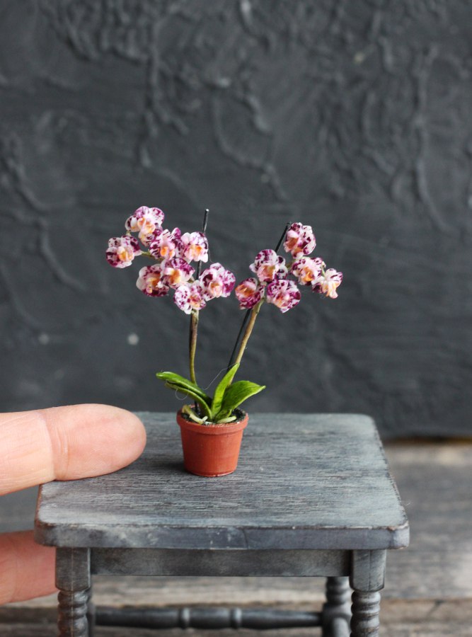 Phalaenopsis orchid in a pot 1:12
