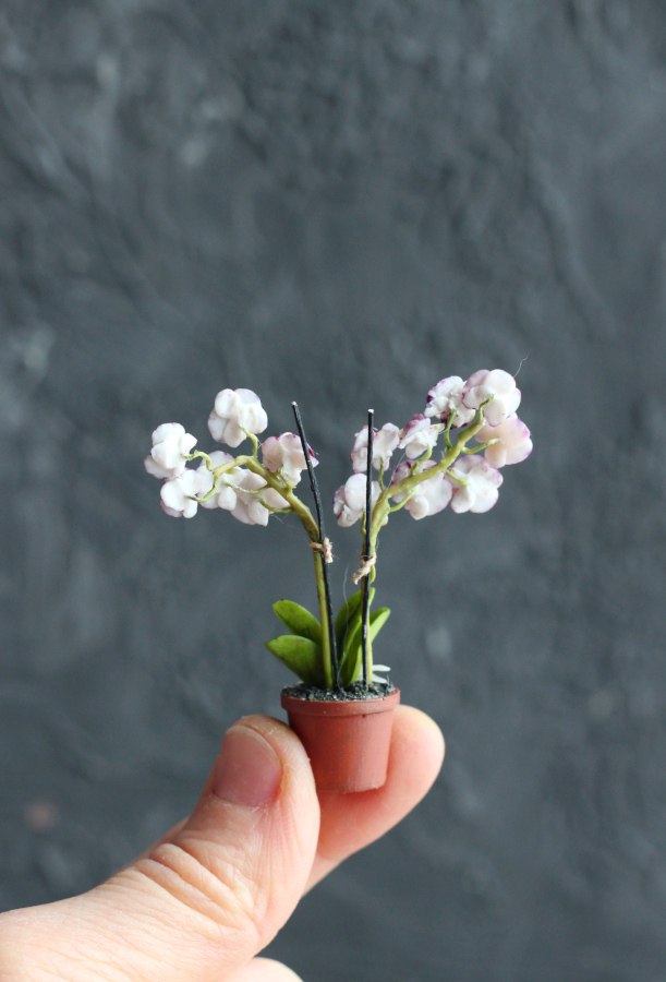 Phalaenopsis orchid in a pot 1:12