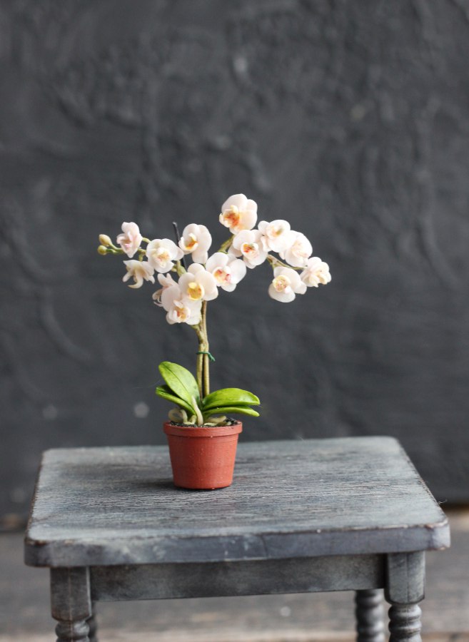 Phalaenopsis orchid in a pot 1:12