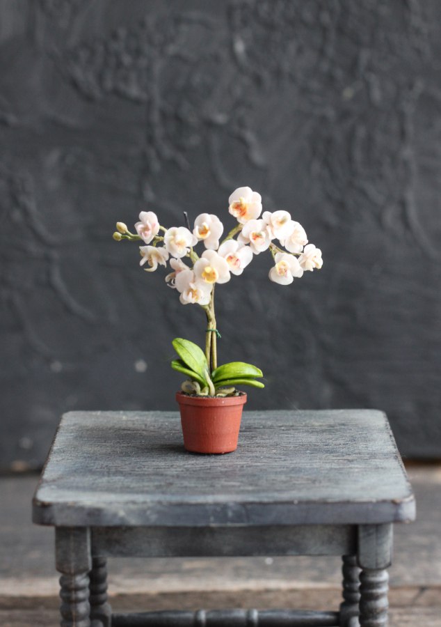 Phalaenopsis orchid in a pot 1:12