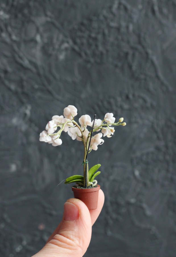 Phalaenopsis orchid in a pot 1:12