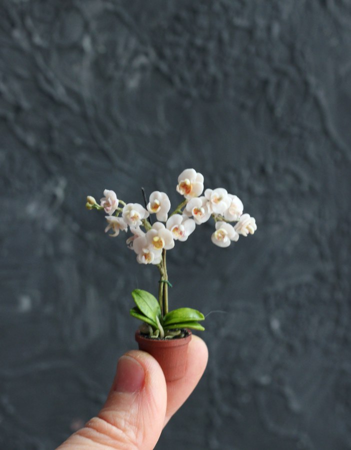 Phalaenopsis orchid in a pot 1:12