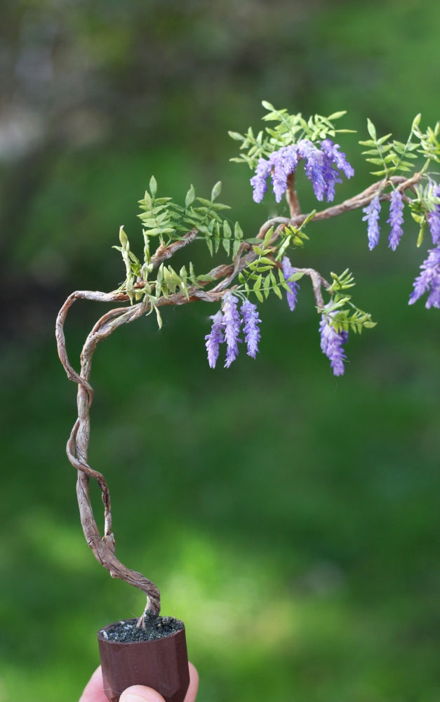 *                                                                        Wisteria in a Pot 1:12