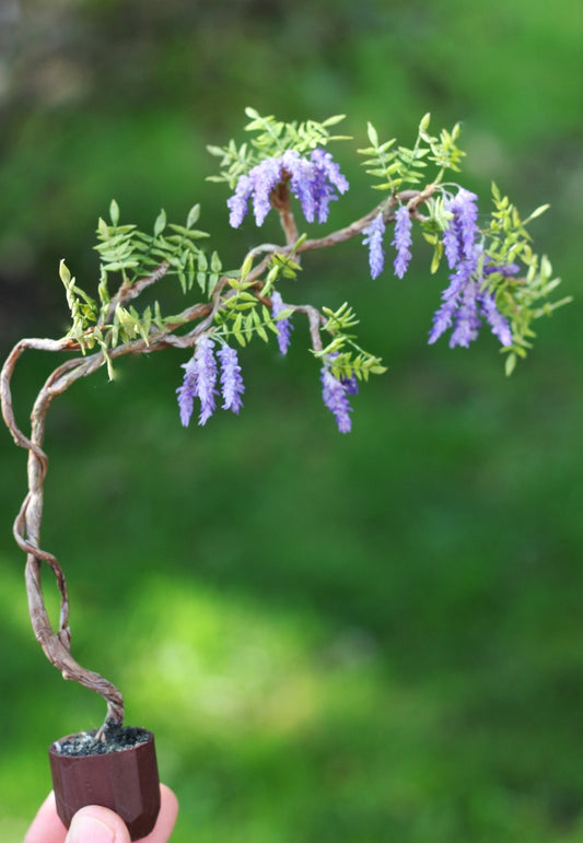 *                                                                        Wisteria in a Pot 1:12
