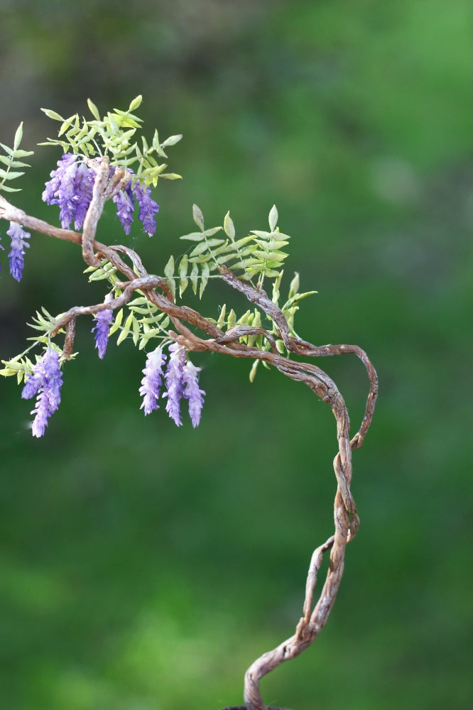 *                                                                        Wisteria in a Pot 1:12
