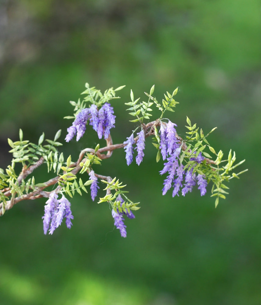 *                                                                        Wisteria in a Pot 1:12