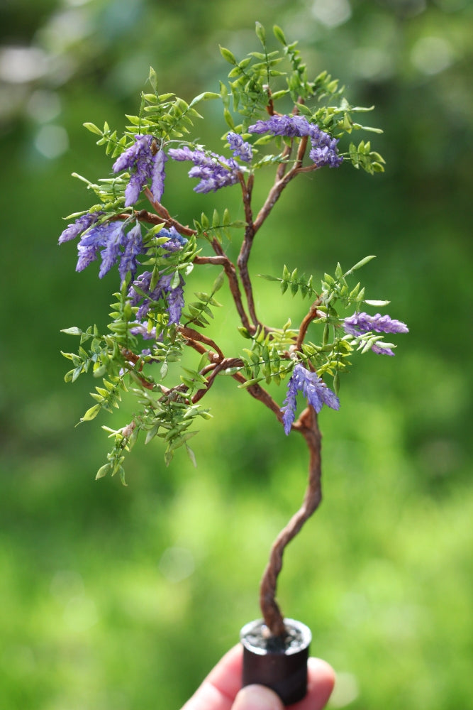 *                                                                          Wisteria in a Pot 1:12