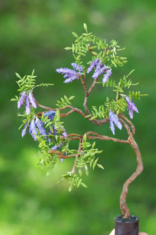 *                                                                          Wisteria in a Pot 1:12