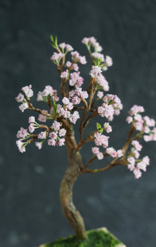 *                                             A Blooming Cherry Tree 1:12