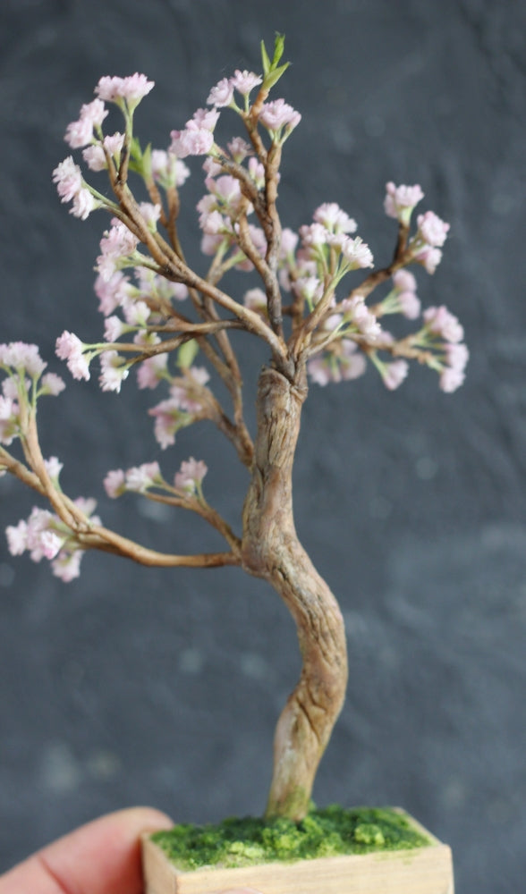 *                                             A Blooming Cherry Tree 1:12