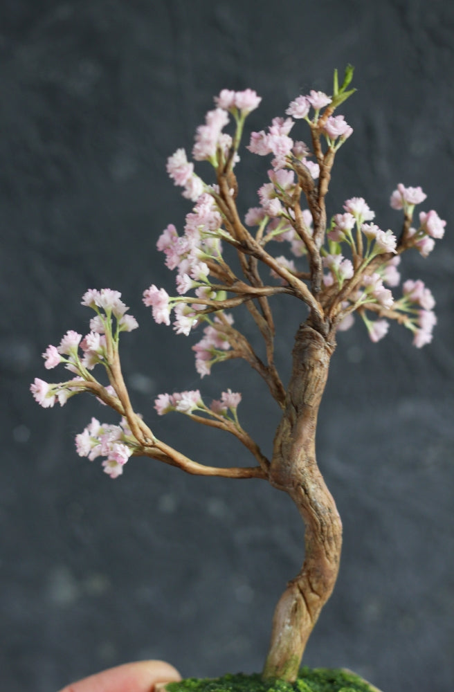 *                                             A Blooming Cherry Tree 1:12